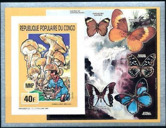 Butterflies