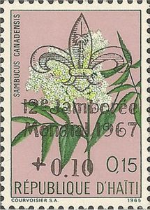 Sambucus canadensis — 0,15+0,10
