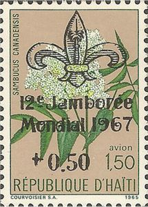 Sambucus canadensis — 1,50+0,50 air