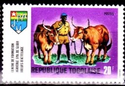 Draft oxen at Glidji