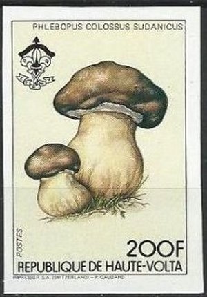 Phlebopus colossus sudanicus