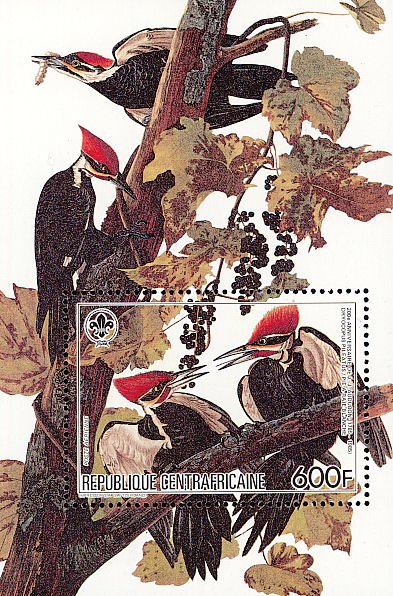 Pileated Woodpecker (Dryocopus pileatus)