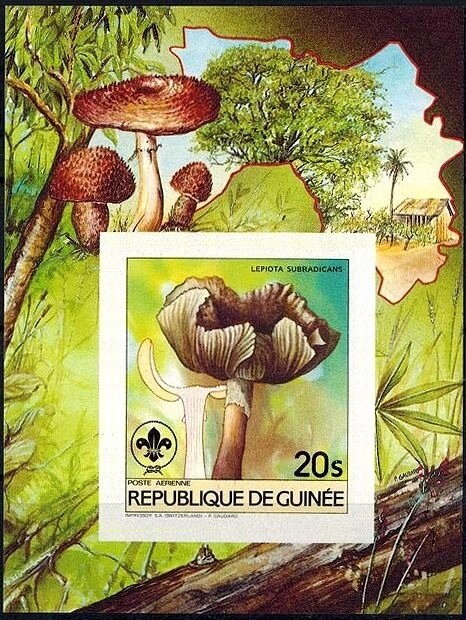 Lepiota subradicans