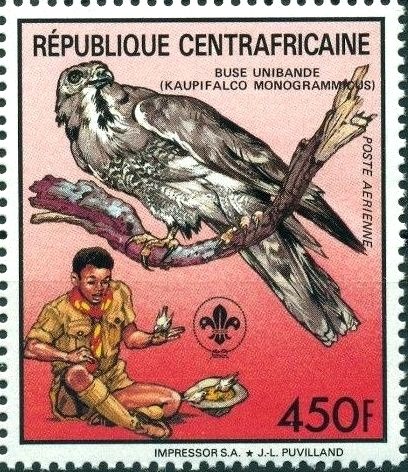 Lizard Buzzard (Kaupifalco monogrammicus)