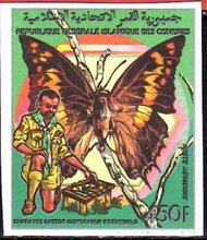 Giant Charaxes (Charaxes castor)