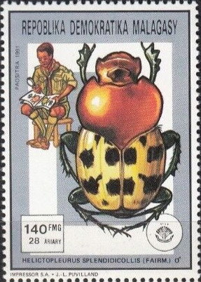 Splendid-necked Dung Beetle (Helictopleurus splendidicollis)