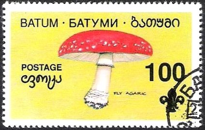 Mushroom
