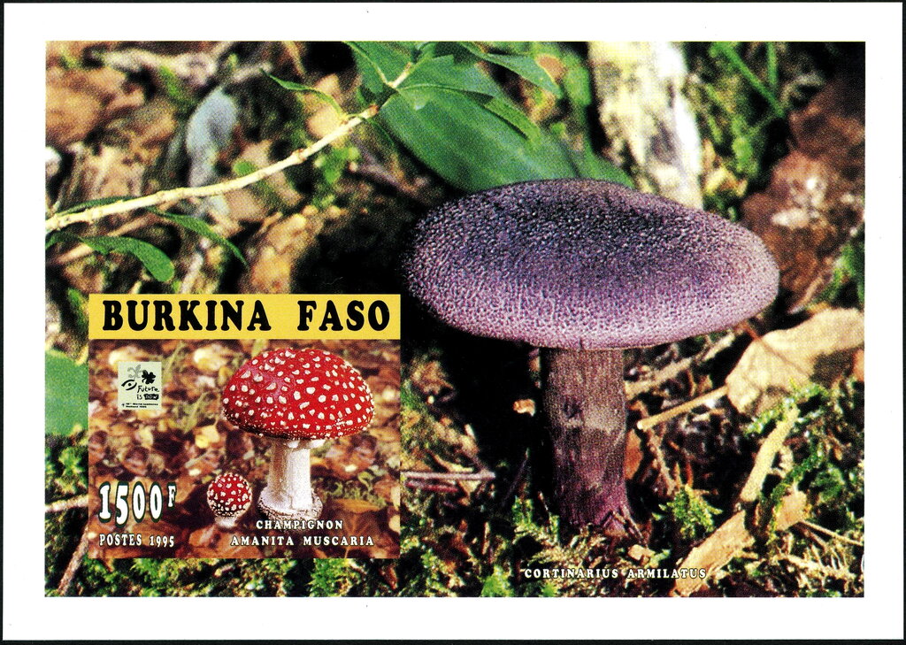 Amanita muscaria