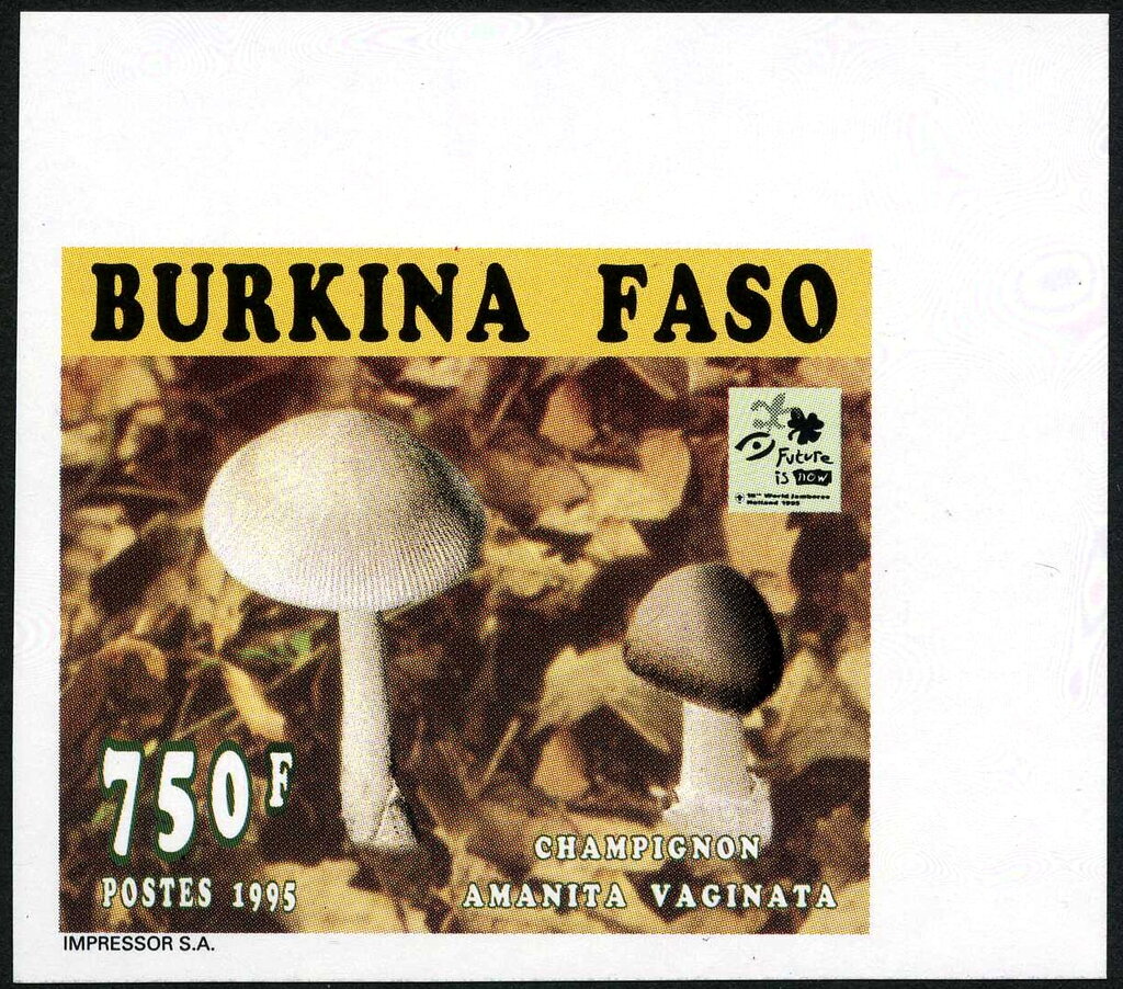 Amanita vaginata