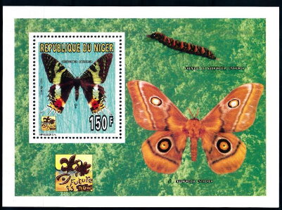 Chrysiridia riphearia and Nudaurelia cytherea caterpillar