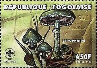 Stropharia aeruginosa