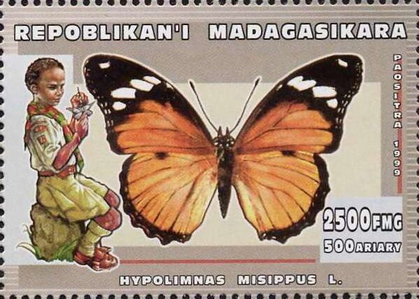 Danaid Eggfly (Hypolimnas misippus)