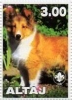 Dogs - Shetland Sheepdog