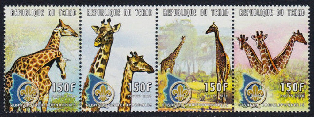 Giraffe (Giraffa Camelopardalis)
