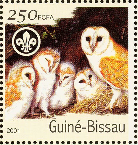 Western Barn Owl (Tyto alba)