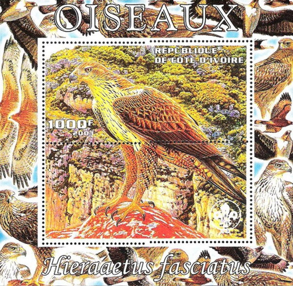 Birds (Hieraetus fasciatus) Bonelli's Eagle