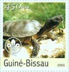 Fauna - Turtles