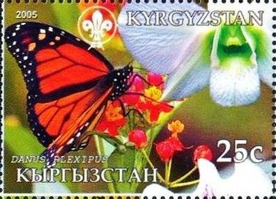 Danaus plexippus