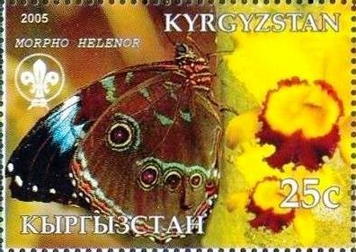 Morpho helenor