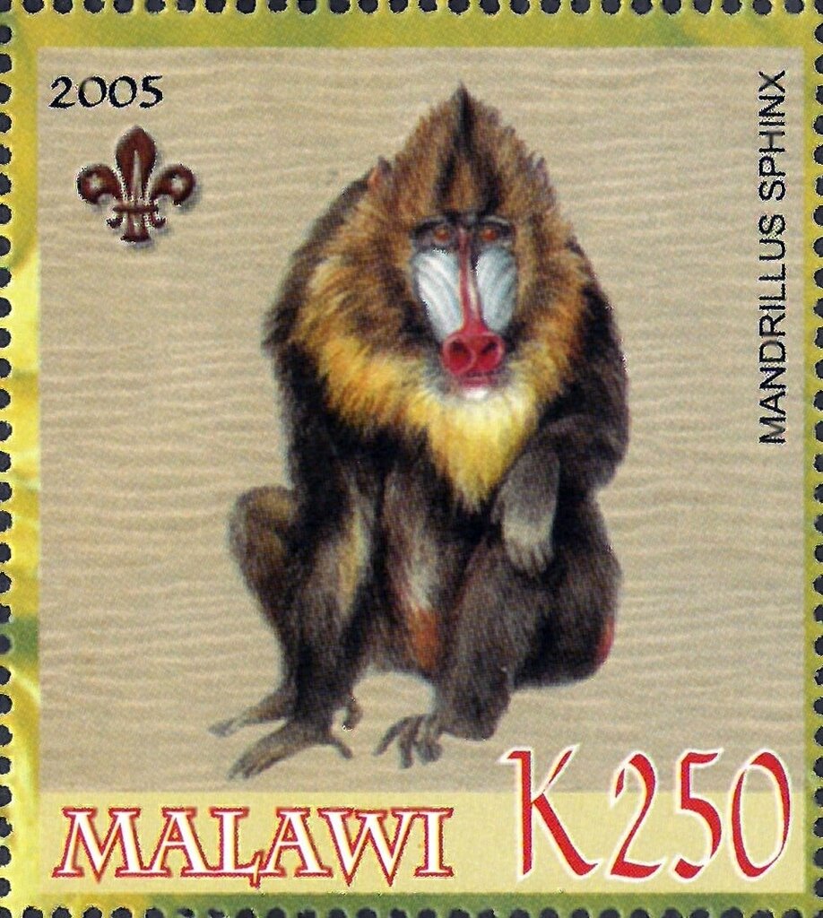 Mandrillus sphinx