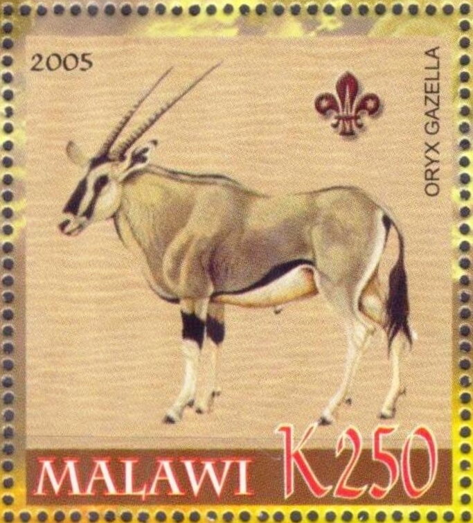 Oryx gazella