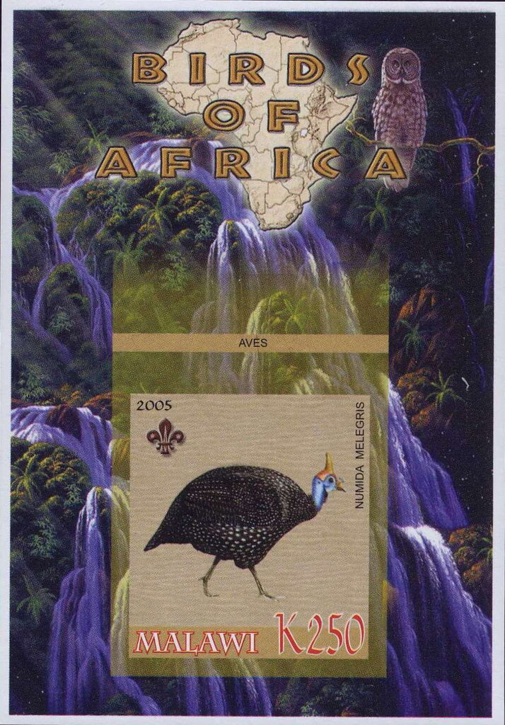 Birds of Africa