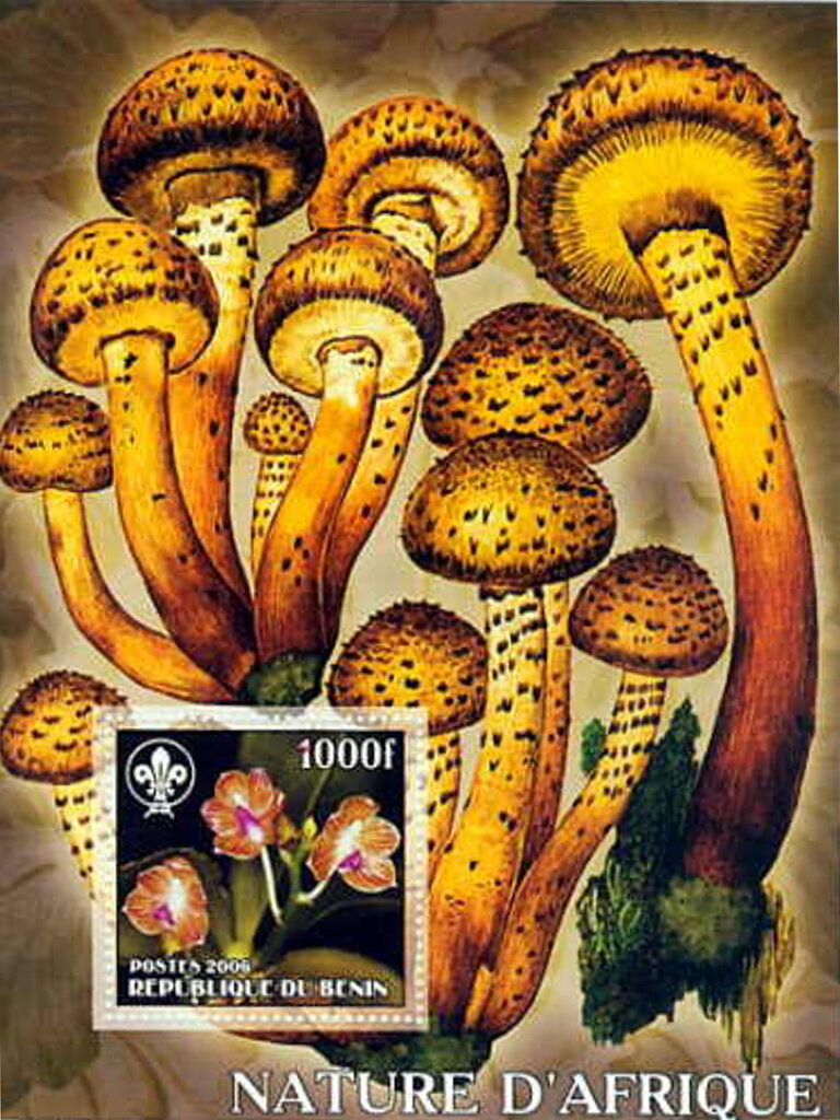 Nature of Africa Orchids and Mushrooms