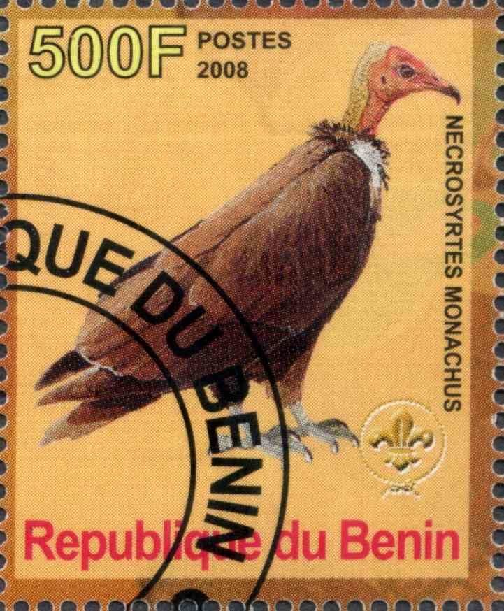 Hooded Vulture (Necrosyrtes Monachus)