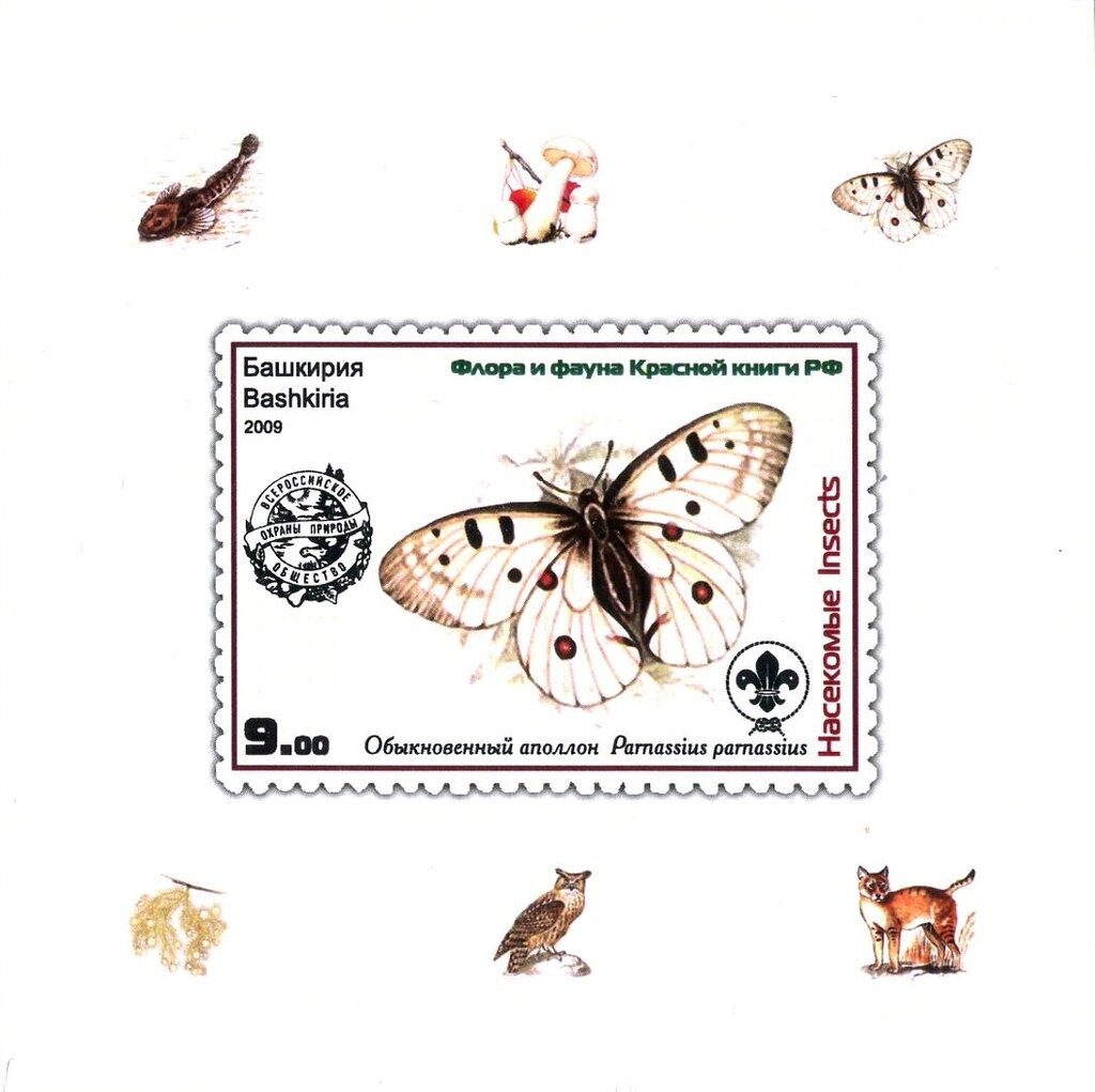 Apollo (Parnassius parnassius)