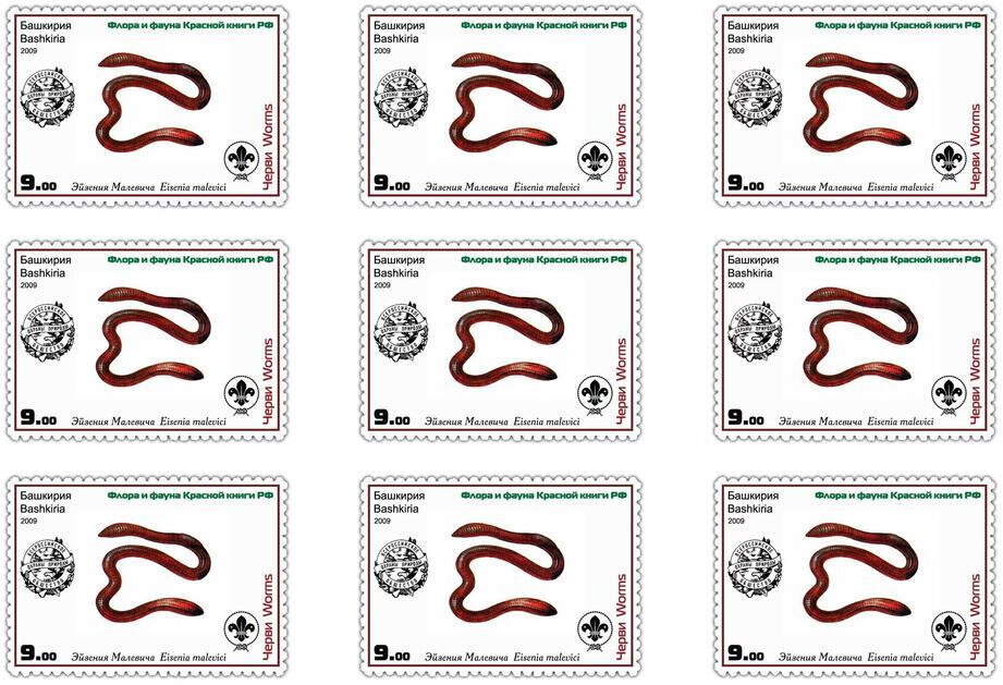 Earthworm (Eisenia malevici)