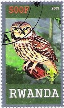 Owl