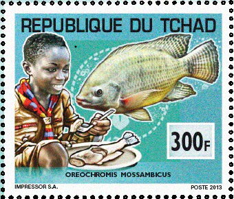 Oreochromis mossambicus